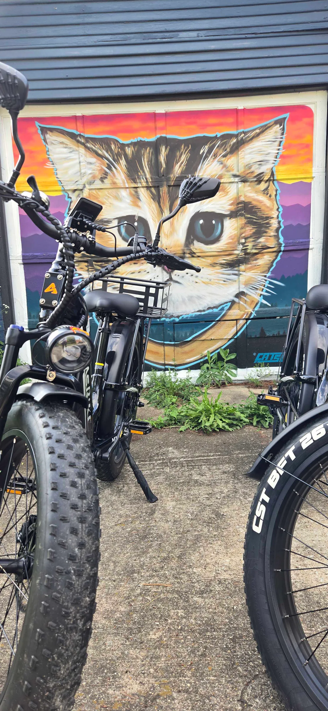 bike tag kitty